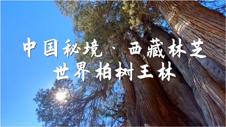 五彩猫碰碰碰